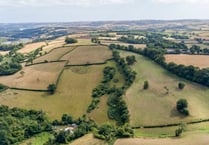 Devon to benefit from Atlantic rainforest recovery programme