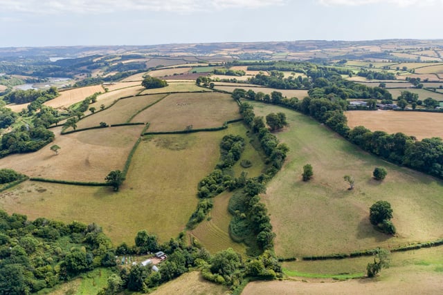 Devon to benefit from Atlantic rainforest recovery programme