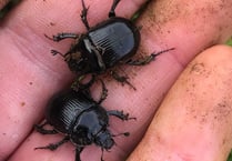 Rare beetle found on Dartmoor