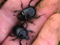 Rare beetle found on Dartmoor