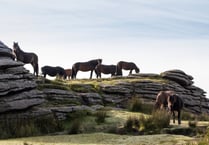 A change in fortune for Dartmoor's ponies