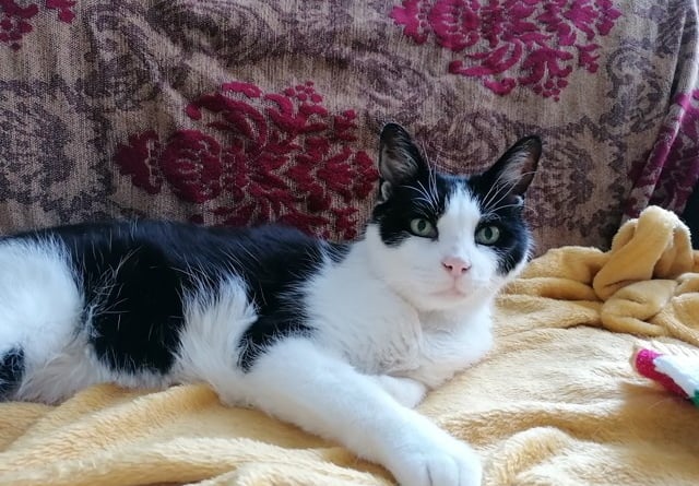 Felix the cat has been adopted by a residential home 