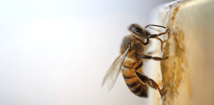 Help make bees a home 