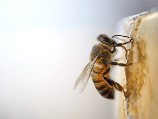 Help make bees a home 