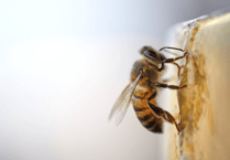 Help make bees a home 
