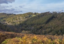 Woodland Trust: Clock is ticking for Devon's rainforests