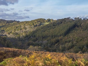 Woodland Trust: Clock is ticking for Devon's rainforests