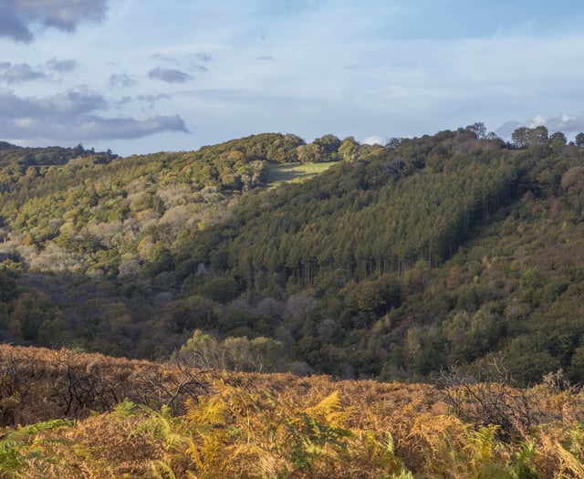 Woodland Trust: Clock is ticking for Devon's rainforests