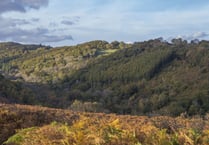 Woodland Trust: Clock is ticking for Devon's rainforests