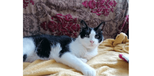 Feline therapists make themselves at home 