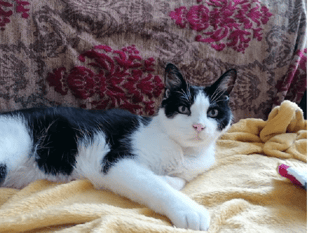 Feline therapists make themselves at home 