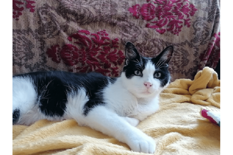 Feline therapists make themselves at home in Dawlish