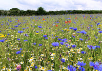 Green corridor would reflect Newton Abbot's meadow history