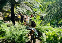 Open day sheds light on mysterious fern garden 