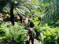 Open day sheds light on mysterious fern garden 