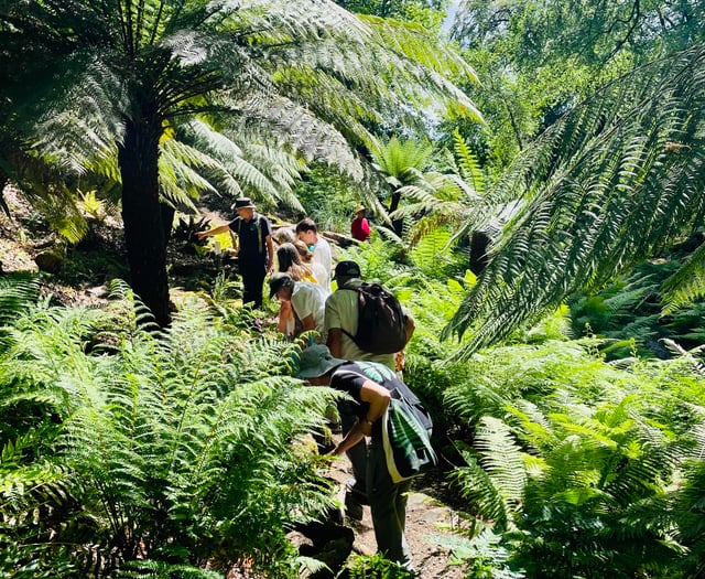 Open day sheds light on mysterious fern garden 