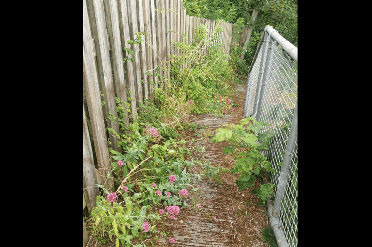 Newton Abbot Town Council's Facilities Maintenance Officers have cleared the footpath from Bowden Steps to upper Powderham Road