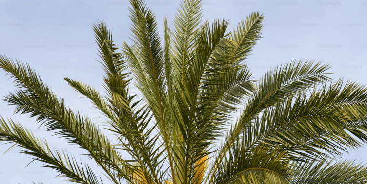 palm tree