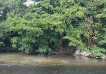 Strange brown liquid in River Teign 'permitted'