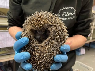Newton Abbot Hedgehog charity on the brink of closure