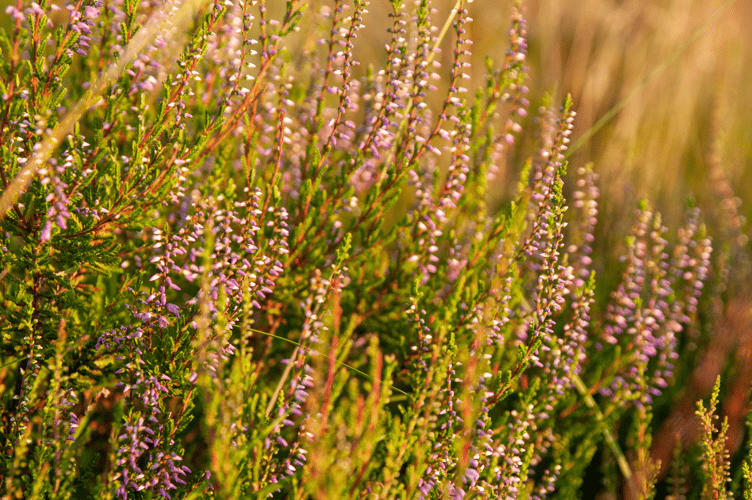 Stock image of heath