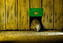 New Devon hedgehog campaign launched