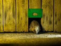 New Devon hedgehog campaign launched