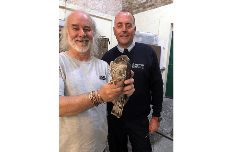 The sparrow hawk was captured with the help of the traders and bird of prey rescue expert Dave Scott