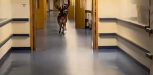 Watch as deer gallop through Plymouth Hospital corridors