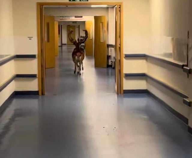 Watch as deer gallop through Plymouth Hospital corridors
