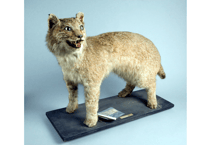 Lynx that went on a killing spree on display at museum