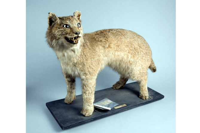 A CANADIAN lynx that went on a killing spree in Newton Abbot and whose stuffed remains lain forgotten in a Bristol store for more than a century is among the artefacts set to star in a new exhibition at Newton Abbot Museum