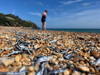 Thousands of fish wash up on Blackpool sands in bizarre phenomenon