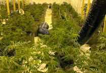 Small boat migrant caught running £500K cannabis grow in ex-nightclub