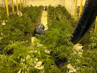 Small boat migrant caught running £500K cannabis grow in ex-nightclub