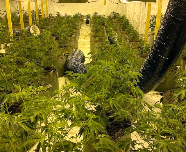 Small boat migrant caught running £500K cannabis grow in ex-nightclub