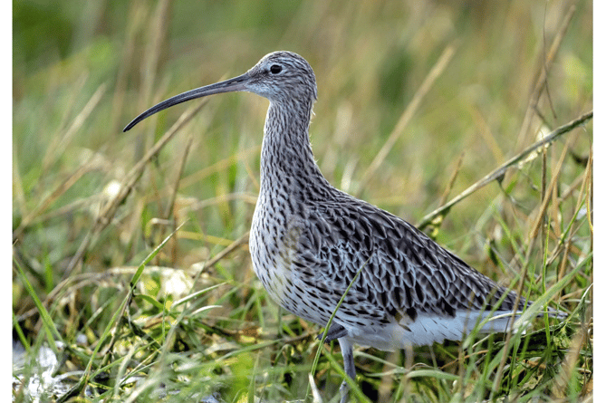 Curlew conservation programme on Dartmoor continues