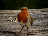 Help plant trees at country park!