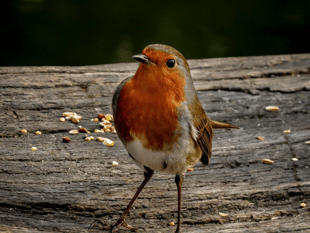 Help plant trees at country park!