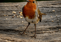 Help plant trees at Stover Country Park!