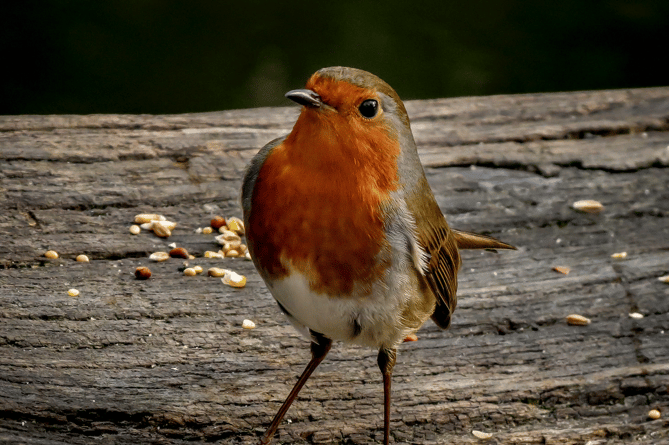 Stock image of a robin at Stover Country Park