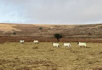 Natural England reflects on future of Dartmoor