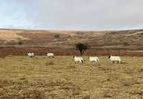 Natural England reflects on future of Dartmoor