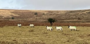 Natural England reflects on future of Dartmoor