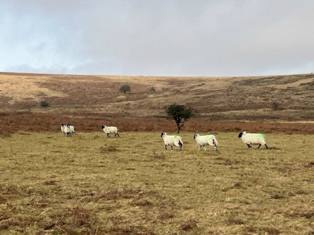 Natural England reflects on future of Dartmoor