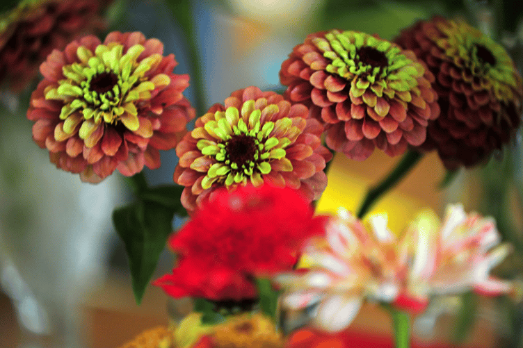 There was a riot in Denbury... of colour!