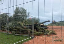 Network Rail explains tree felling policy