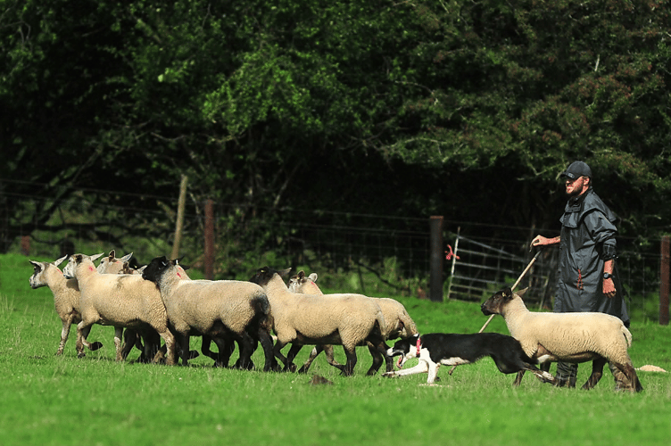 Callington’s Frank Richard and Lola in action.