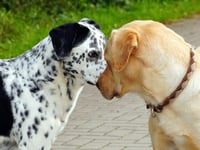Dog Day Out for special event