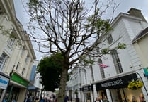 Town tree must be axed but will 'create pop-up meeting space'  

